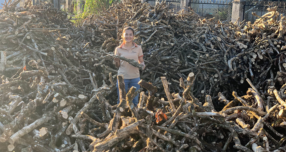 베트남 커피 나무 씹는 스틱 장난감 제조업체 공급 업체 도매상 B2B