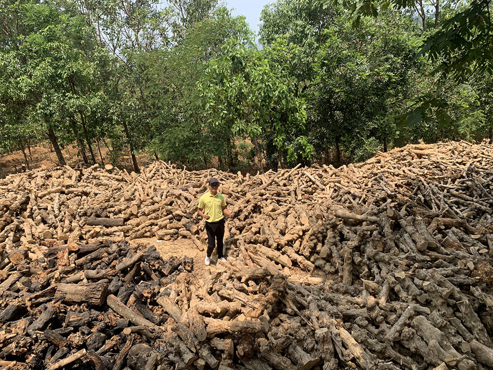 불량 커피 나무 꼬이개에 대한 경제적으로 유익한 해결책