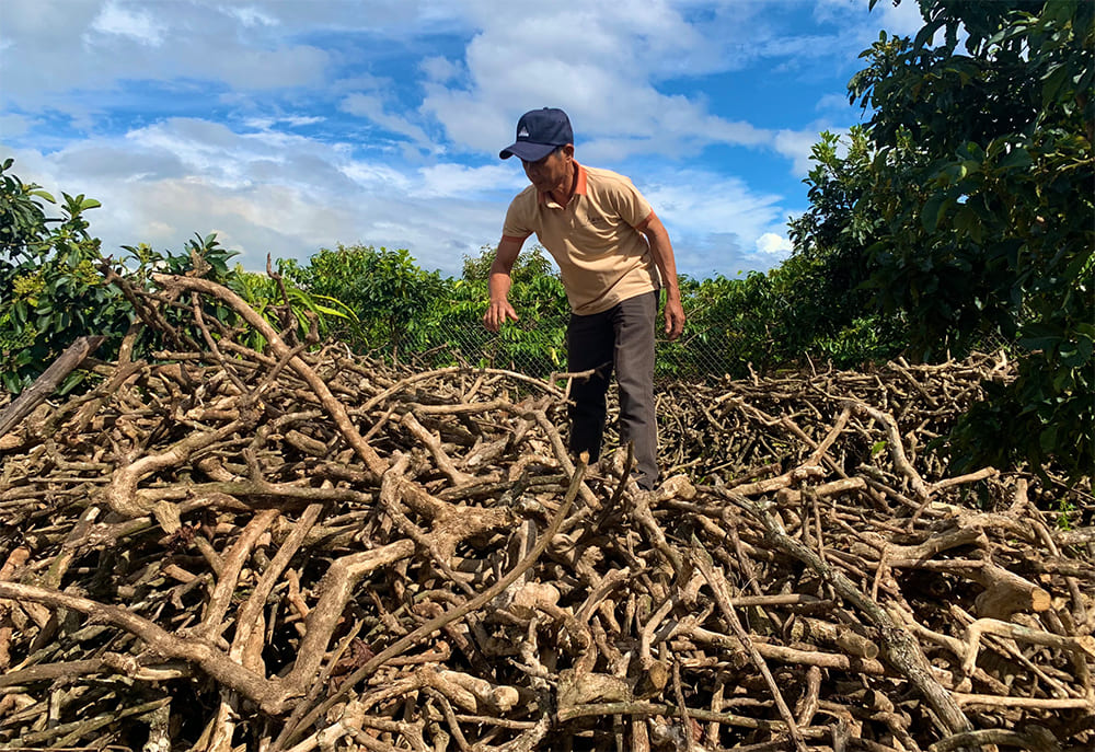 개에게 커피 나무 노는 장난감은 안전한가요 철저한 살펴보기