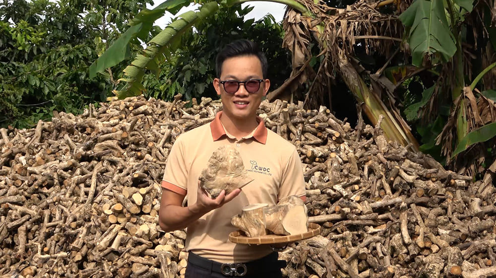 CWDC VietNam의 뿌리 커피 나무 씹는 장난감 공개 종합적인 분석