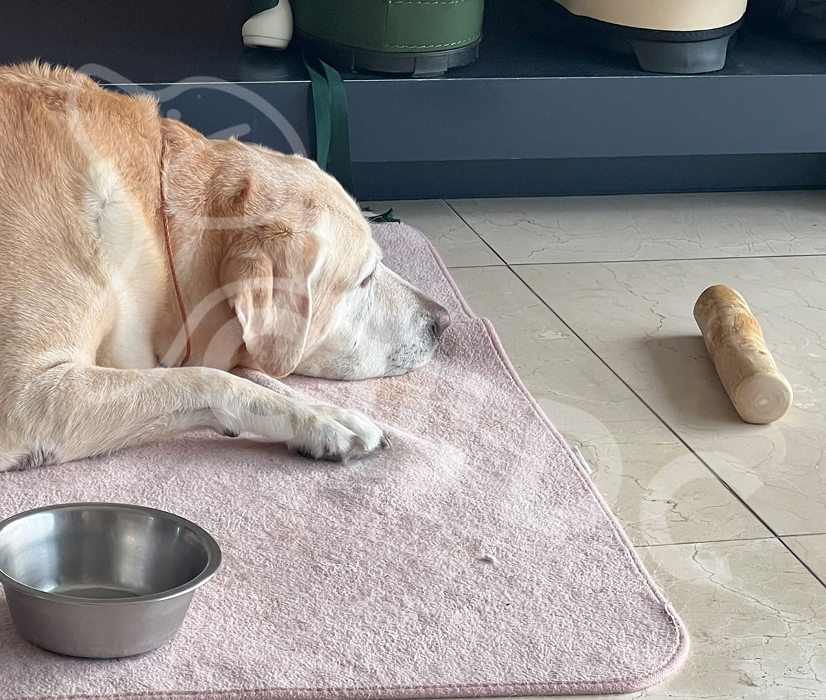 강아지 습관 분석 왜 강아지는 목재를 물어봅니까 그리고 이 습관을 어떻게 다른 곳으로 돌릴 수 있을까요