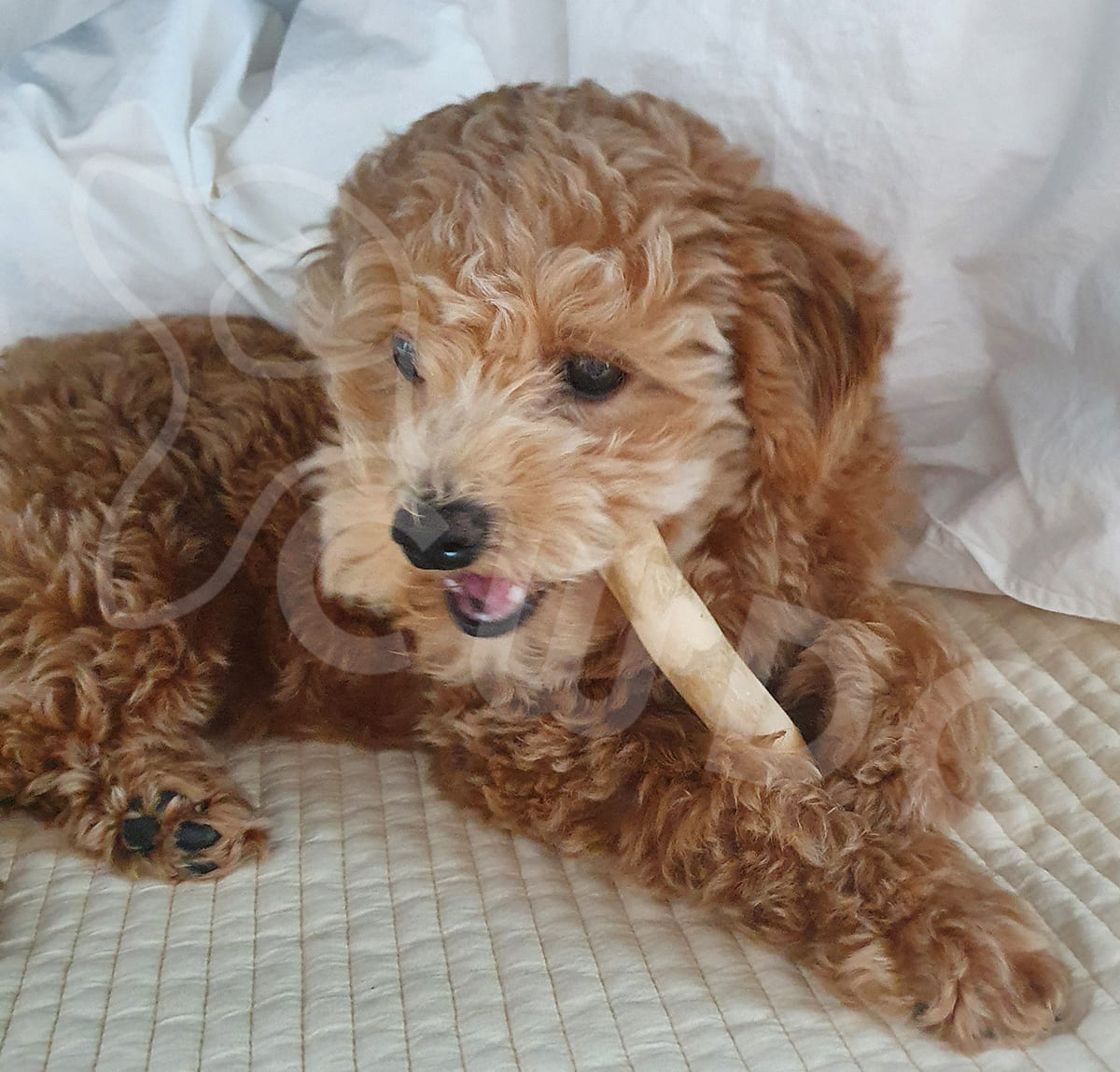 강아지를 위한 자연 씹기 장난감 분석