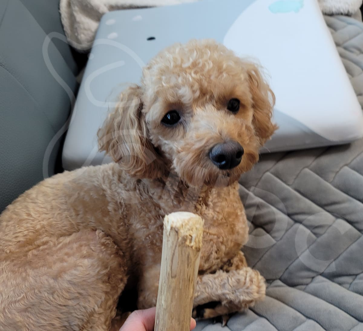 커피 목재 씹기 장난감이 개의 체중 관리에 도움이 될 수 있을까요