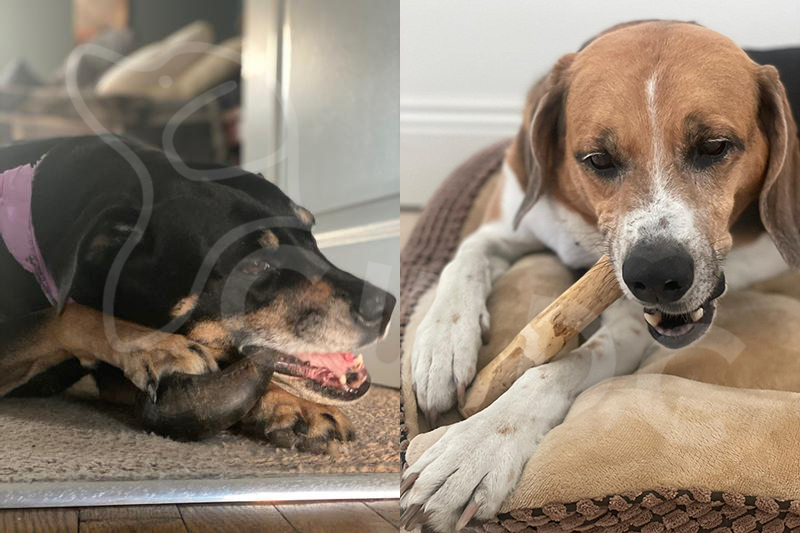 강아지의 기쁨 해석 커피 나무 개 씹기와 버팔로 혼 개 씹기의 비교 분석