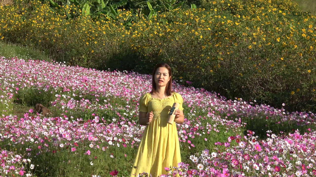 귀하의 개에게 안전한 목재 개 씹는 장난감과 그렇지 않은 목재 개 씹는 장난감 식별