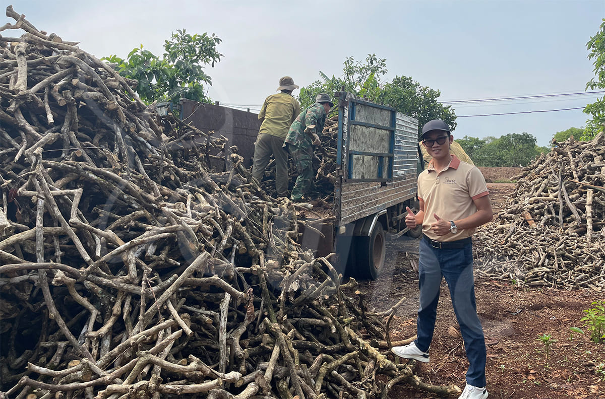 베트남 커피목재 개용 씹는 장점