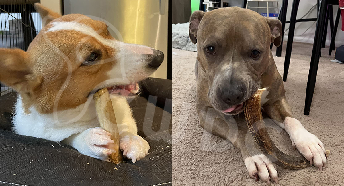 커피 나무 개 씹기 장난감 대 사슴 뿔 개 씹기 장난감 영양 비교