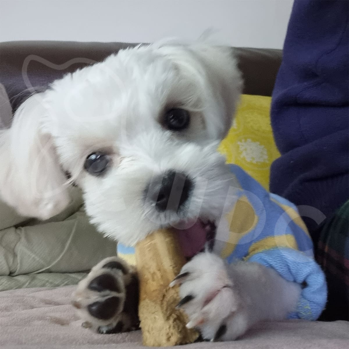 커피 나무 개 씹기가 강아지에게 안전한가요 포괄적인 분석