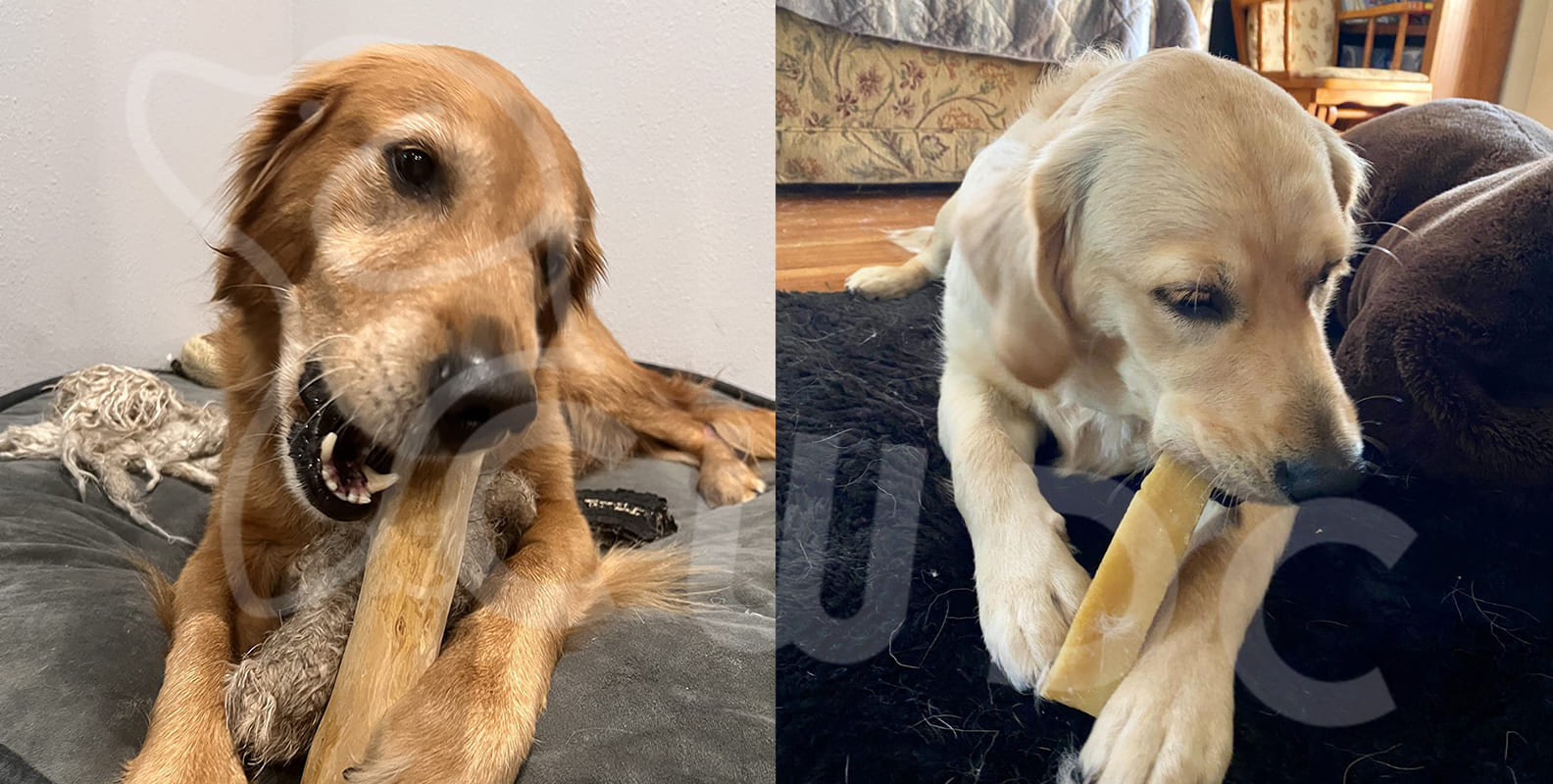 커피목재 개 씹는 장난감 대 악우젖 개 씹는 장난감 비교 분석