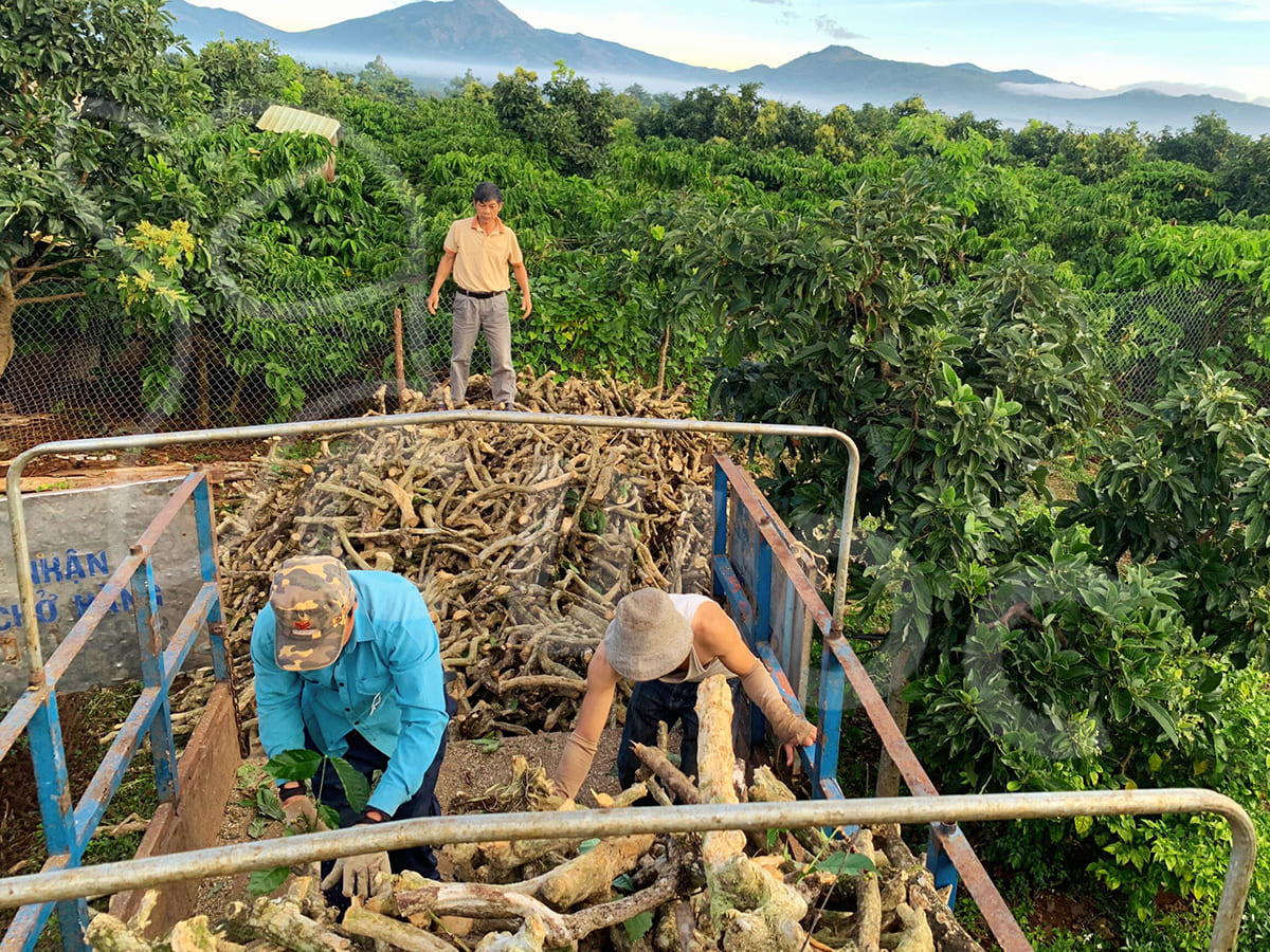 개를 위한 씹는 막대 CWDC 베트남의 프리미엄 커피 우드 개 씹는 장난감