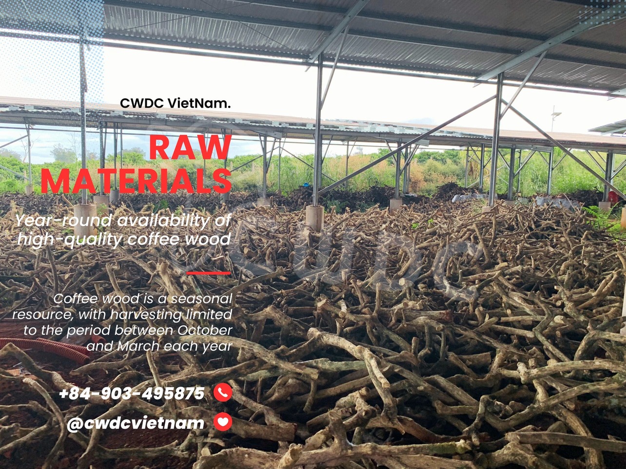 coffee-wood-is-a-seasonal-resource-with-harvesting-limited-to-the-period-between-october-and-march-each-year