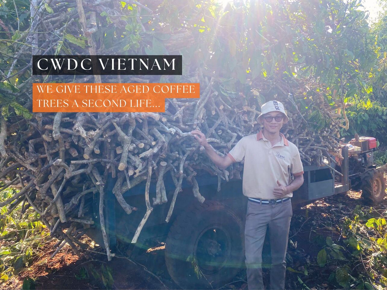 개들이 커피 우드를 사랑하는 이유 다양한 이점을 지닌 천연 씹기 제품