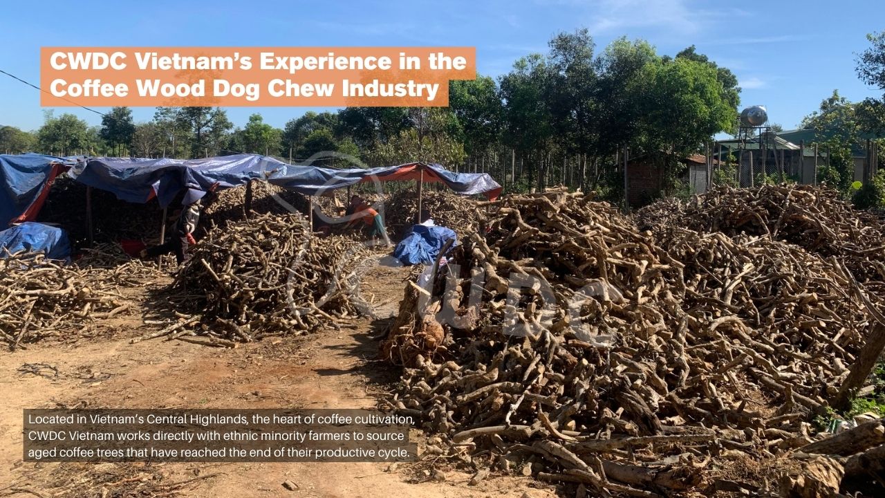 CWDC Vietnam이 커피 우드 강아지 씹기 장난감 개발에 집중하는 4가지 이유